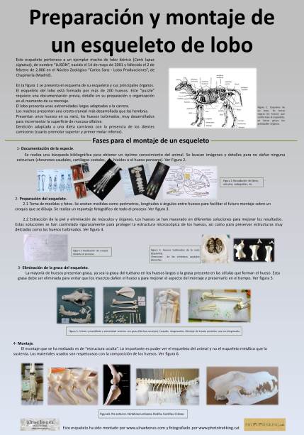 2 Preparación del esqueleto