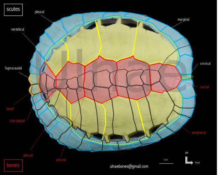 Caparazón de tortugas – Osteología de fauna salvaje
