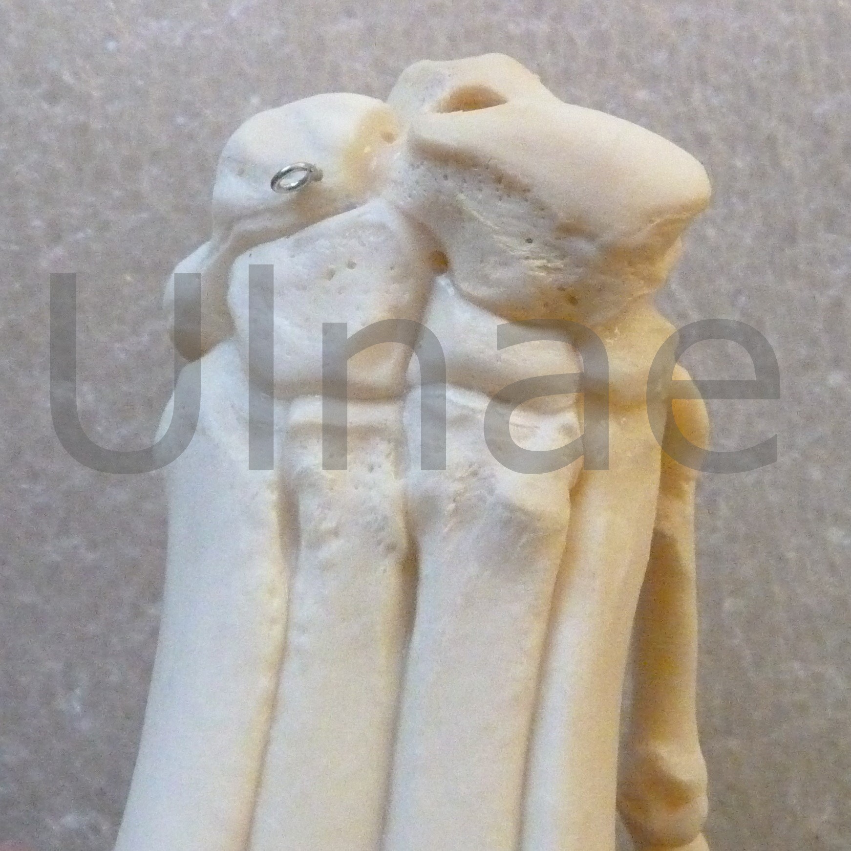 mano de lobo Ulnae Bones