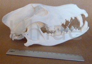 craneo lobo Ulnae Bones