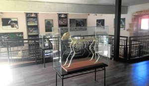 esqueleto lobo ulnae bones