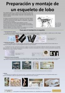 panel montaje esqueleto lobo