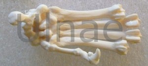 mano lobo Ulnae Bones