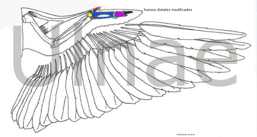 esqueleto aves, ulnae bones