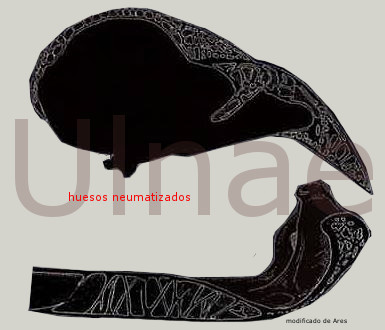 huesos neumatizados, ulnae bones, esqueleto aves