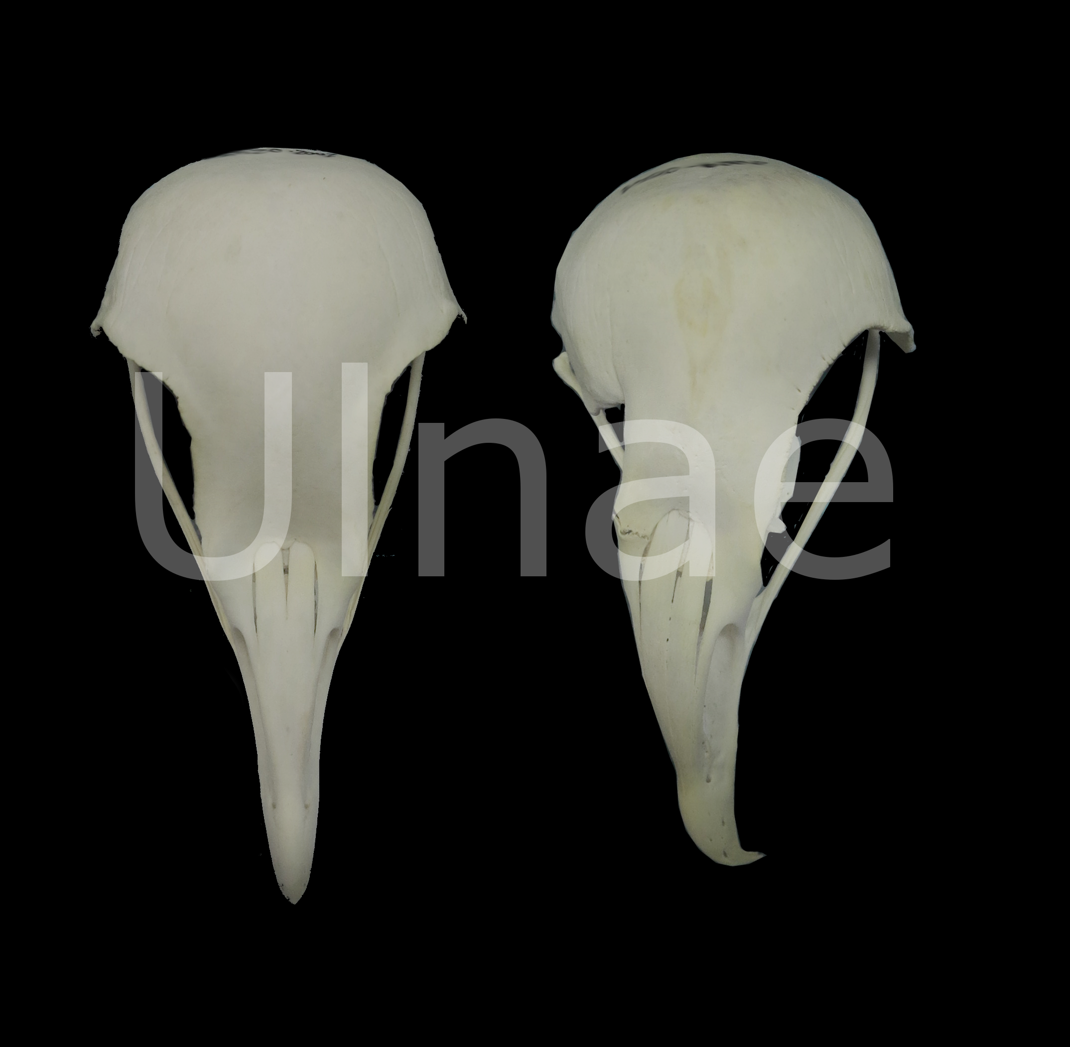 Neophron percnopterus, craneo alimoche