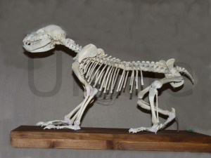 esqueleto montado oso pardo