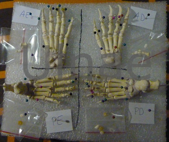 pies oso ulnae bones