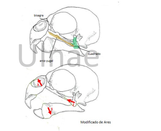 pico aves, birds, apertura pico