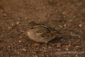 Gorrion comun, Passer domesticus