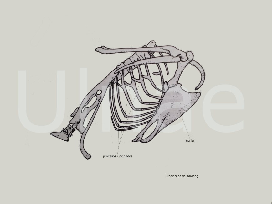 esqueleto aves, procesos uncinados