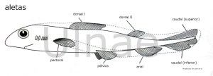 aletas peces