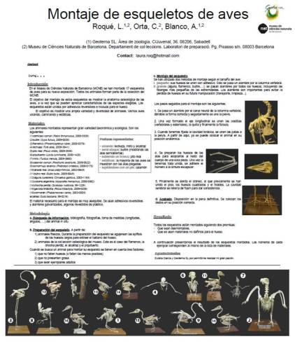 montaje esqueletos aves