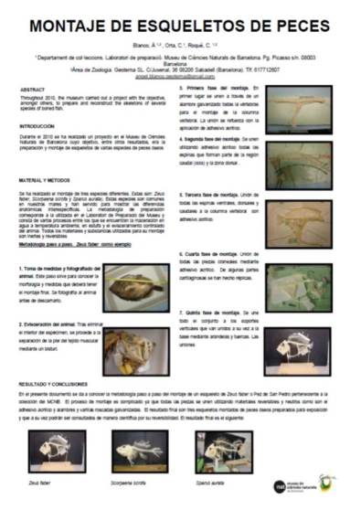 montaje esqueleto peces