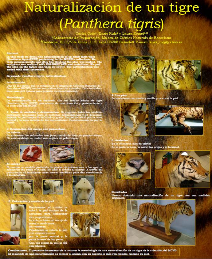 naturalizacion tigre