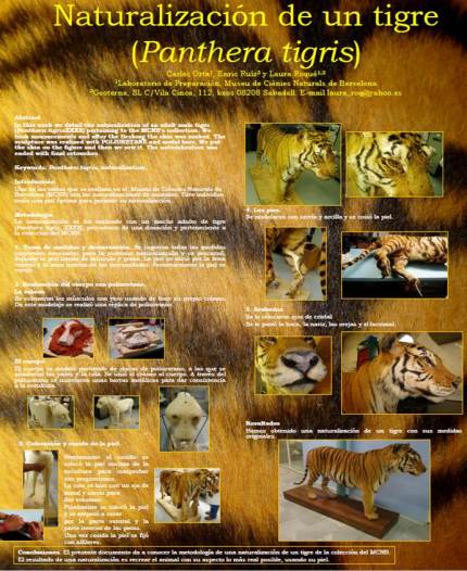 naturalizacion tigre