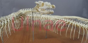 ulnae bones piton montaje esqueleto craneo