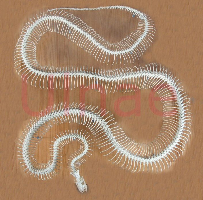 piton ulnae bones esqueleto montado