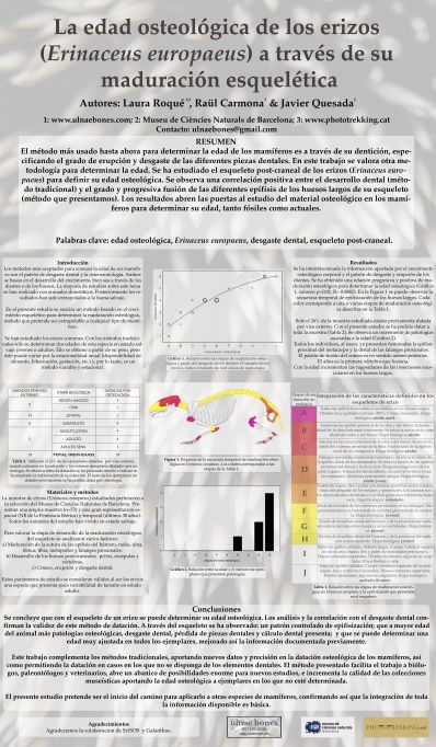 edad osteologica erizos