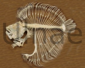 psetta maxima ulnae bones