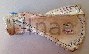 escapula ulnae bones