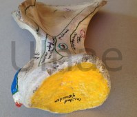 escapula ulnae bones