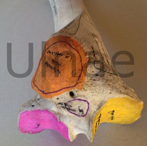 tibia ulnae bones