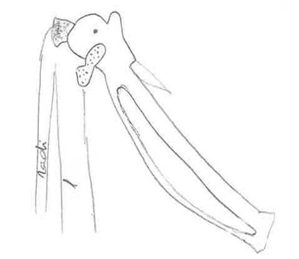 croquis culebrera ulnae bones
