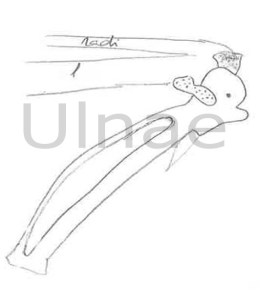 croquis montaje esqueletos ulnae bones