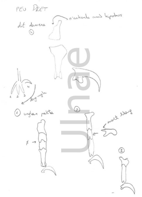 croquis ulnae bones montaje esqueleto culebrera