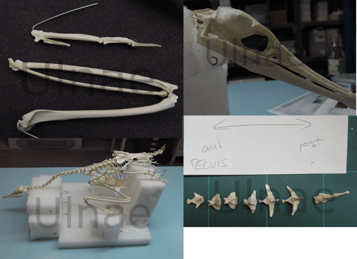 spinosaurus cormoran ulnae bones