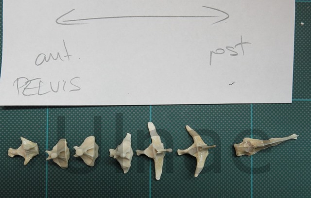 Spinosaurus ulnae bones