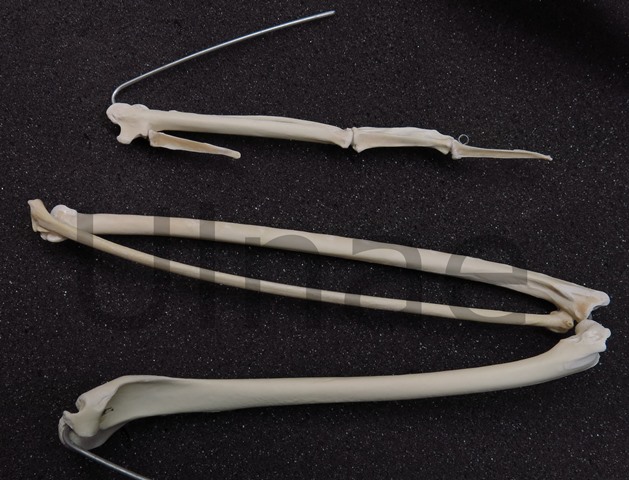 Spinosaurus cormoran montaje