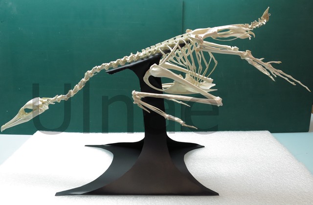 spinosaurus ulnae bones