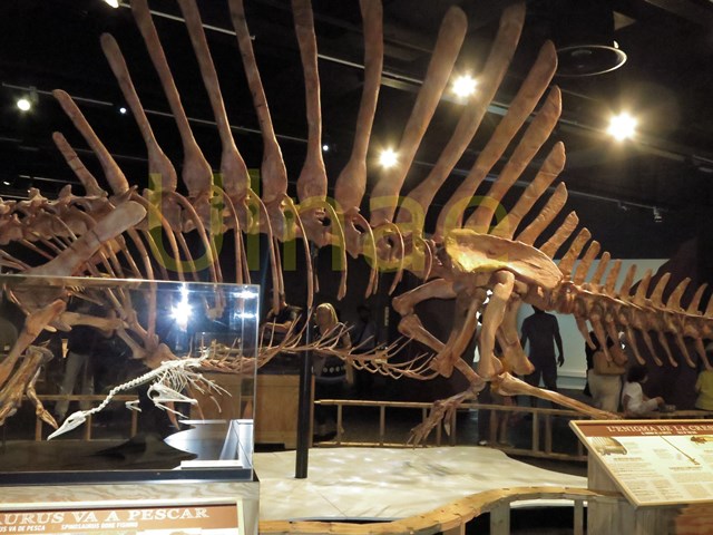 spinosaurus ulnae bones