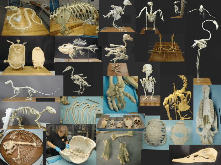 montaje esqueletos ulnae bones