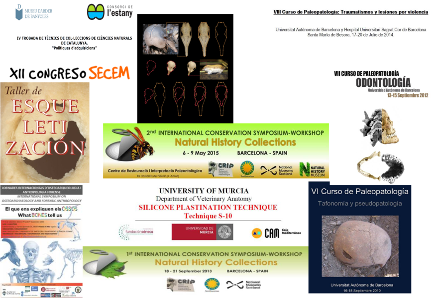 ulnae bones formacion