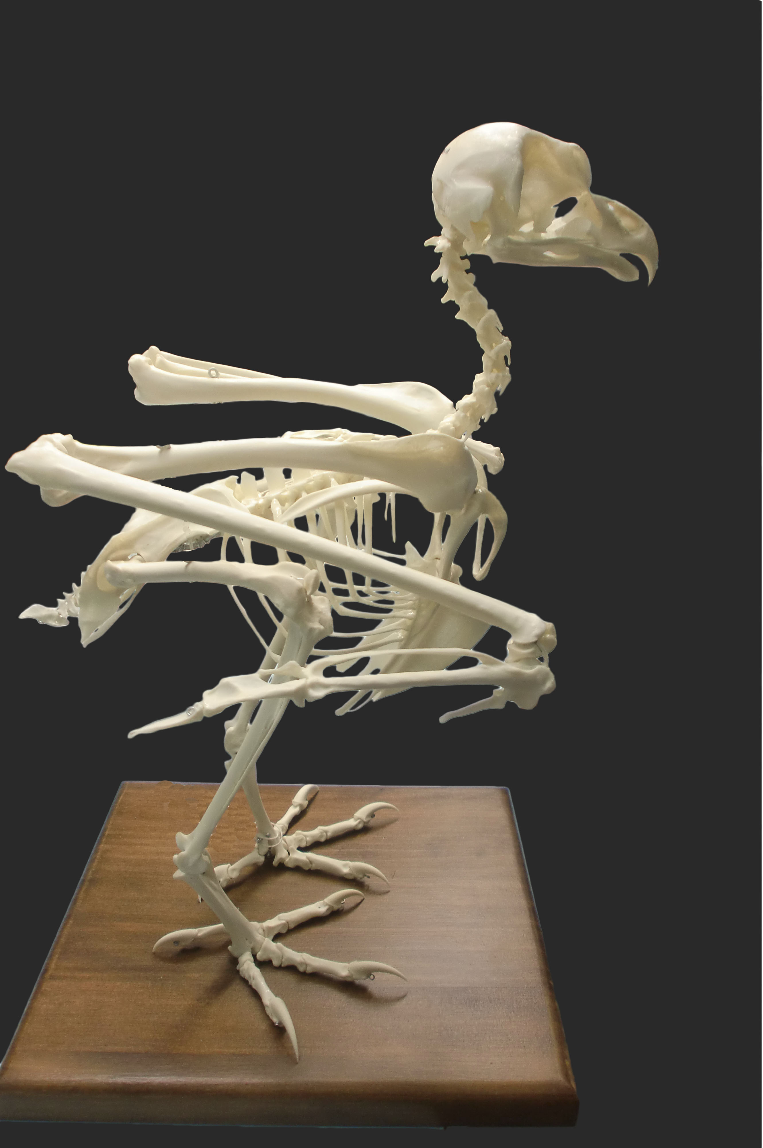 buho rela ulnae bones montaje esqueleto