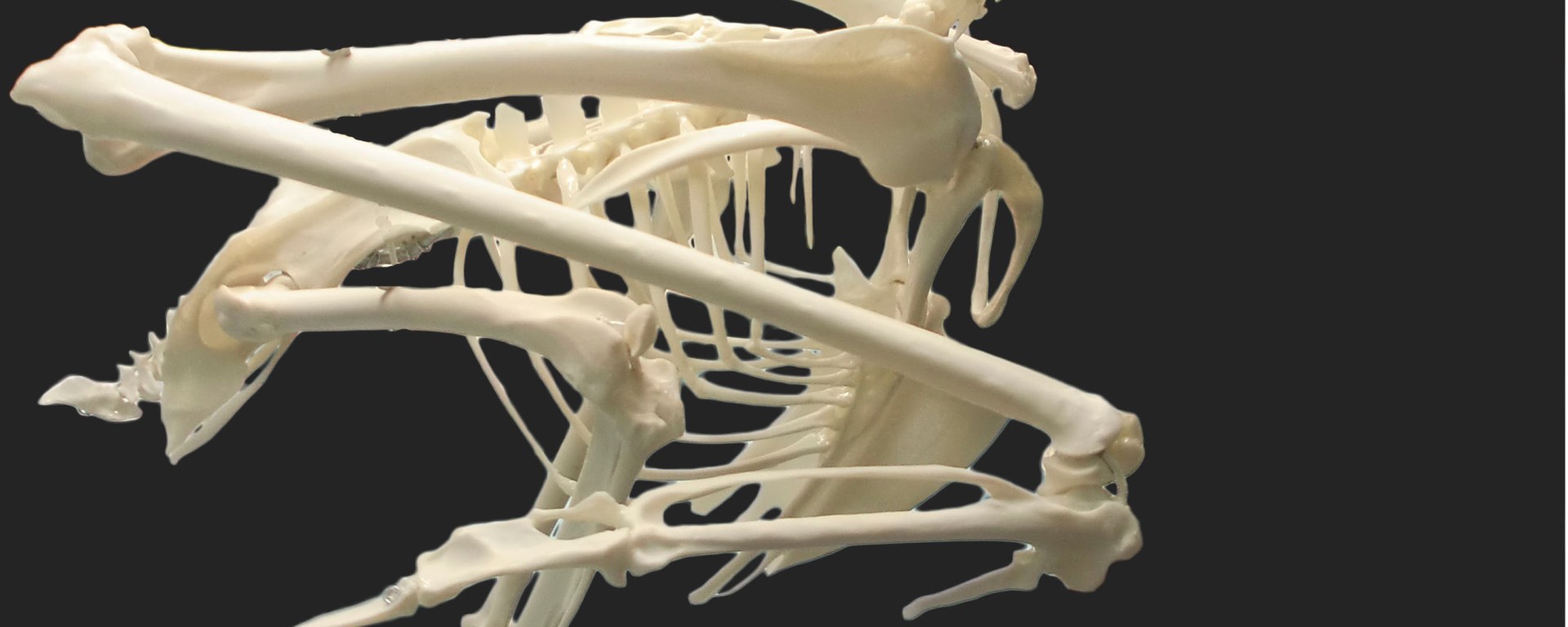 buho rela ulnae bones montaje esqueleto