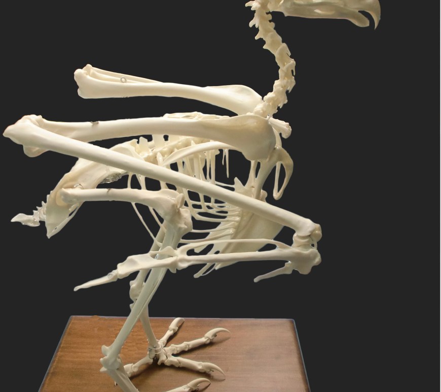 buho rela ulnae bones montaje esqueleto