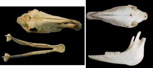 caballo desengrasado ulnae bones