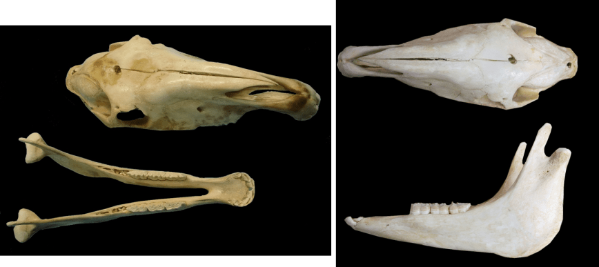 caballo desengrasado ulnae bones