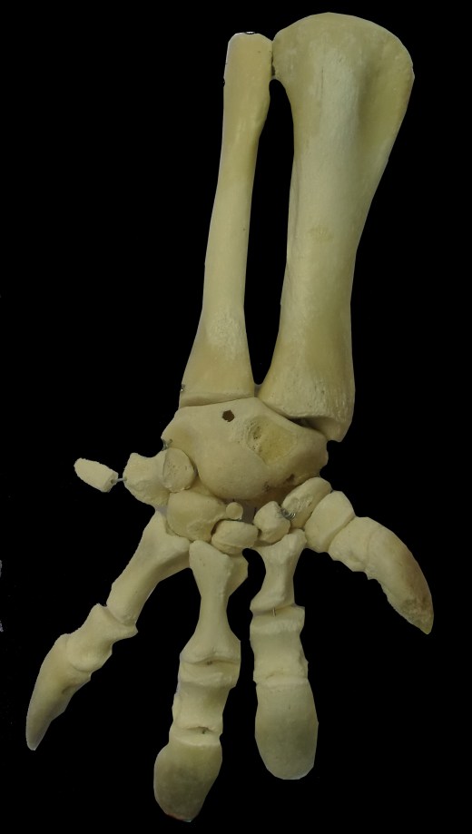 montaje extremidades tortuga ulnae bones