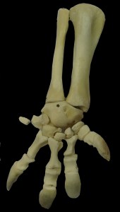 montaje extremidades tortuga ulnae bones