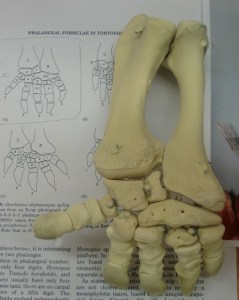 montaje extremidades tortuga ulnae bones