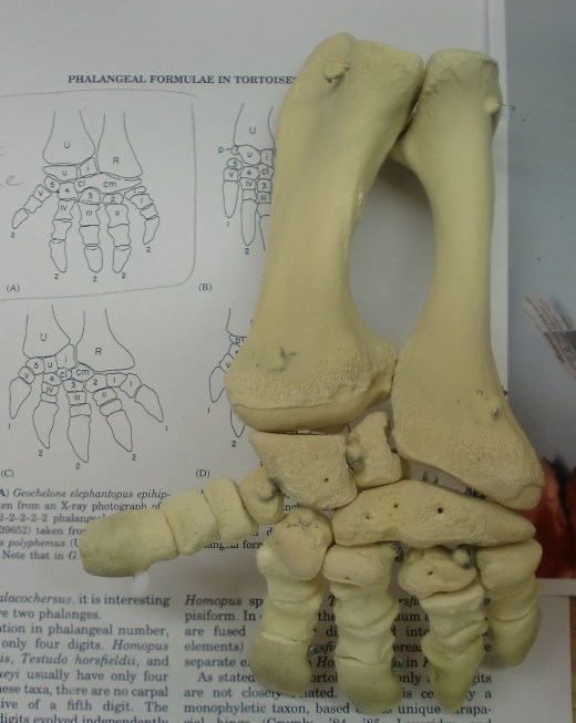 montaje extremidades tortuga ulnae bones