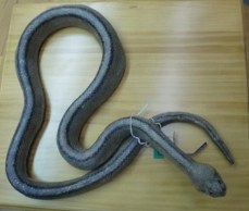 elaphe scalaris naturalizacion ulnae bones