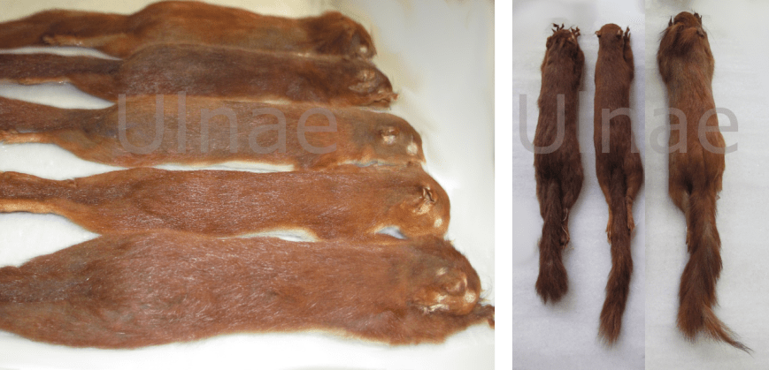 ardillas ulnae bones