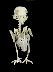 loxia curvirostra ulna bones montaje esqueleto