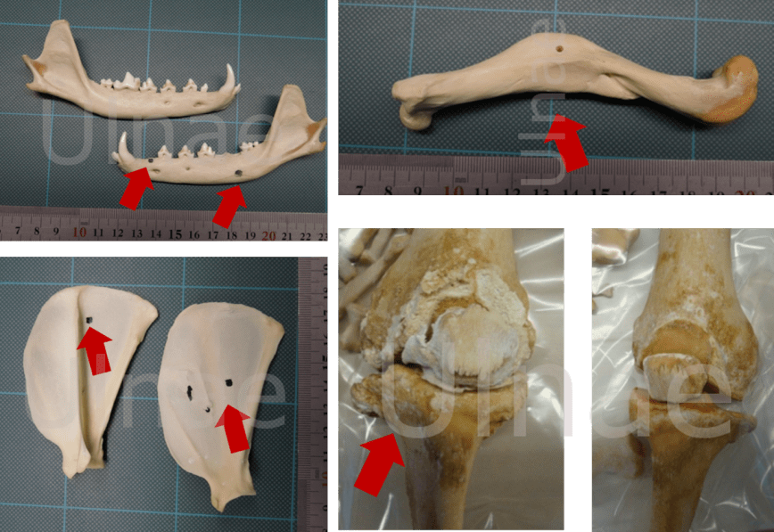 patologia vertebrados ulnae bones